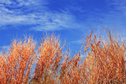 Hay on a blue sky at daytime.