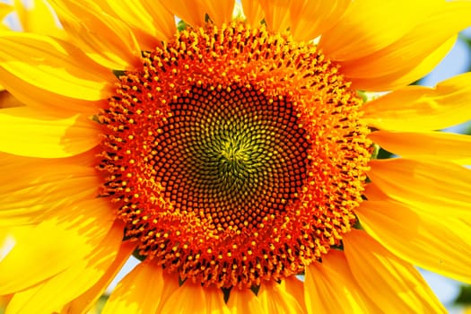 Pollen on a sunflower with the beauty of nature.