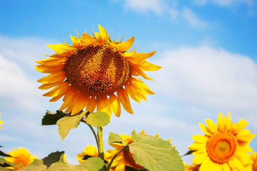 Sunflower on a bright sky in garden.