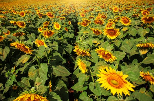Sunflower on a field in Thailand.