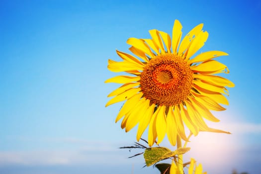 Sunflower with blue sky in the morning.