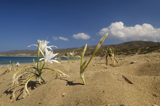 white flower on the beach and a blue sky, pancratium maritimum
