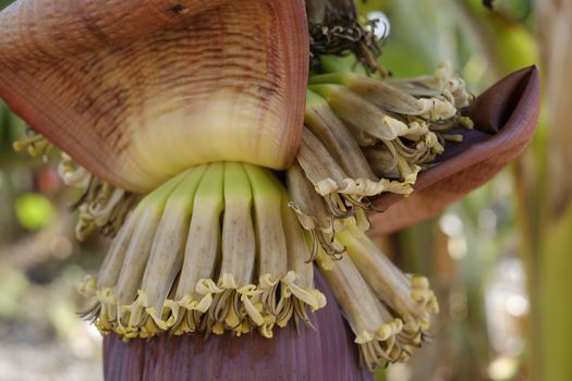 hanging banana flower close up