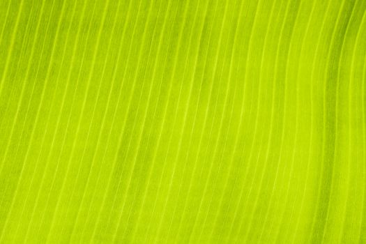 A close up of banana leaf texture