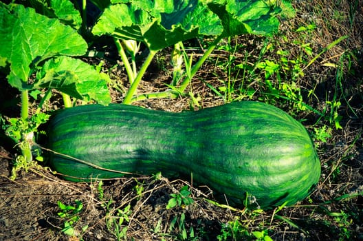 Latouche's Frog, Kuatun Rana latouchii butternut green pumpkin in the garden at sunny day