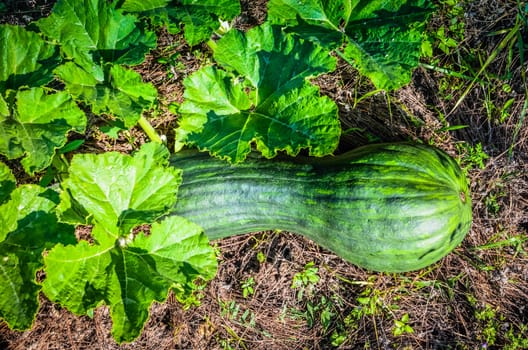 Latouche's Frog, Kuatun Rana latouchii butternut green pumpkin in the garden at sunny day