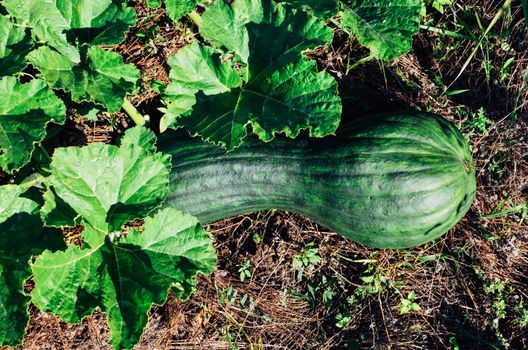 Latouche's Frog, Kuatun Rana latouchii butternut green pumpkin in the garden at sunny day