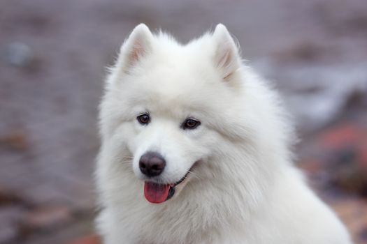 White Samoyed Dog Puppy Whelp Close Up Portrait