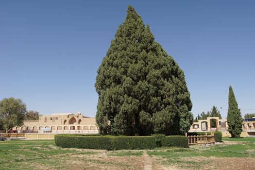 Old Cedar Tree, Abarkuh, Iran, Asia