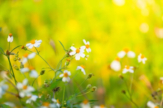 Grass flower causes the allergic symptoms, grass flowers for background.