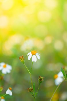 Grass flower causes the allergic symptoms, grass flowers for background.