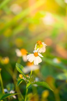 Grass flower causes the allergic symptoms, grass flowers for background.