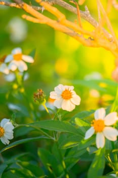 Grass flower causes the allergic symptoms, grass flowers for background.