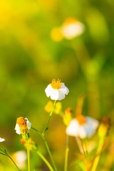 Grass flower causes the allergic symptoms, grass flowers for background.