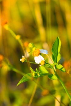 Grass flower causes the allergic symptoms, grass flowers for background.