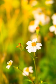 Grass flower causes the allergic symptoms, grass flowers for background.