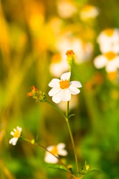 Grass flower causes the allergic symptoms, grass flowers for background.