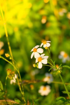 Grass flower causes the allergic symptoms, grass flowers for background.