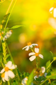 Grass flower causes the allergic symptoms, grass flowers for background.