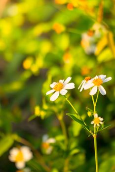 Grass flower causes the allergic symptoms, grass flowers for background.