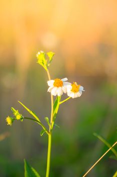 Grass flower causes the allergic symptoms, grass flowers for background.