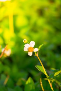 Grass flower causes the allergic symptoms, grass flowers for background.