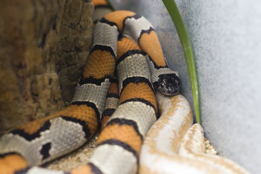 Close up of gray banded and albino stripped kingsnakes