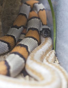 Close up of gray banded and albino stripped kingsnakes