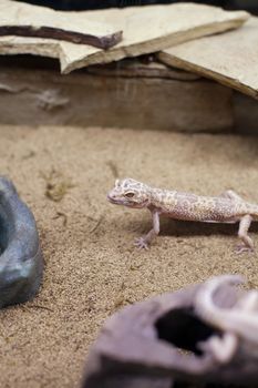 Mediteranean gecko (Hemidactylus turcicus) in a display case