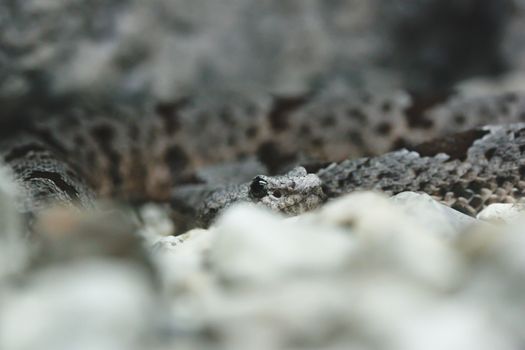 Pygmy rattlesnake (Sistrurus miliarius) hiding in rocks
