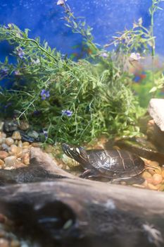 Pond slider in green foliage within a glass display case