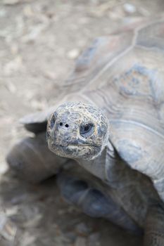 Extreme close up of a tortoise looking up