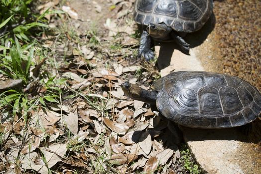 Yellow-spotted Amazon turtle (Podocnemis unifilis) climbing out of a pond