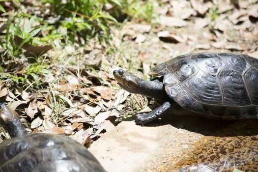 Yellow-spotted Amazon turtle (Podocnemis unifilis) climbing out of a pond