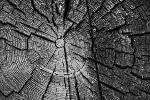 Black and white closeup of weathered log end rings from the corner of an old log cabin