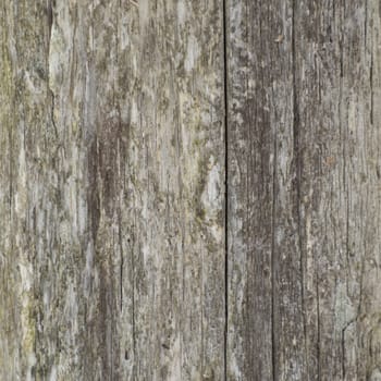 Closeup background of weathered lichen covered cedar fence post. Shows grey and yellow and vertical cracks.