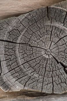 Old weathered and cracked log end rings in an log cabin outbuilding