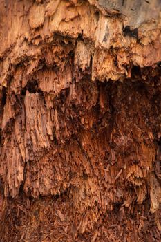 Bright colorful red wood is breaking into hair-like fibres as it decays ad rots