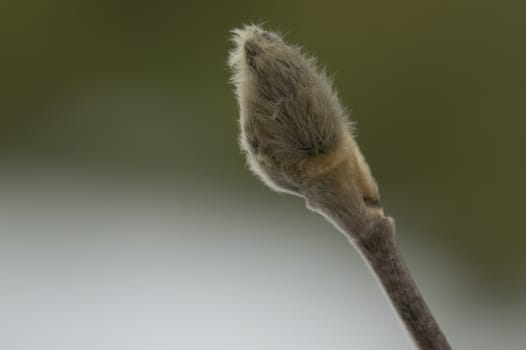 This closeup shot of a single fuzzy hairy magnolia bud shows the hope of spring. During a winter thaw the buds are developing. Snow and green background.