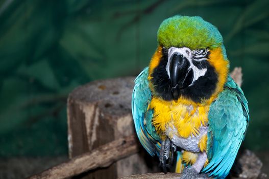 a colorful parrot at the Safari Park