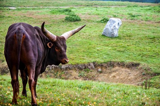 a wild buffalo to pasture in Safari park