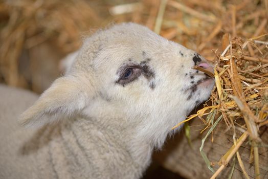 Baby cute lamb in a stable