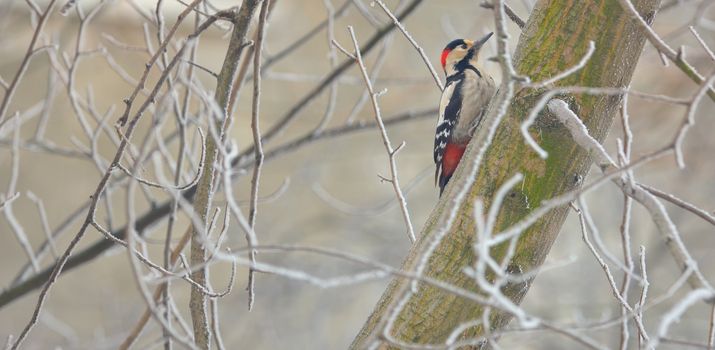 Male great spotted woodpecker on winter tree
