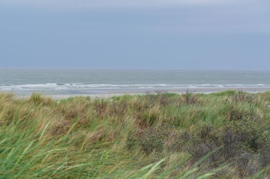 Sea grass and dunes. In the background the stormy North Sea in Holland.