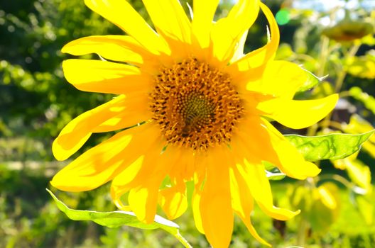 Sunflower's Details and within pollen patterns and colors are very beautiful.