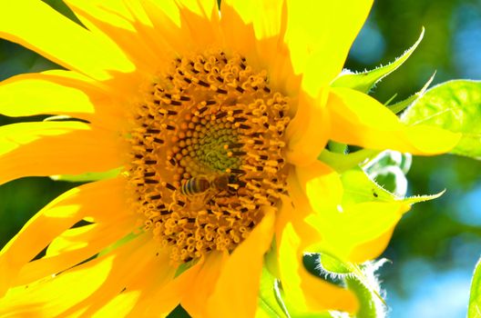Sunflower's Details and within pollen patterns and colors are very beautiful.