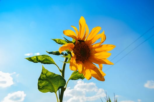 Sunflower on the sky in the summer at garden