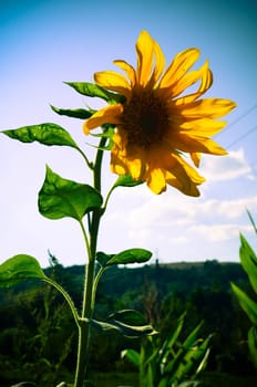 Sunflower on the sky in the summer at garden