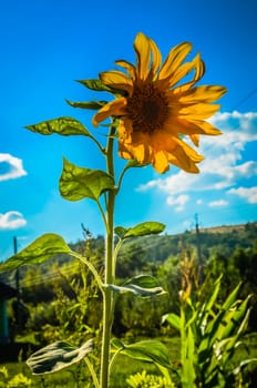 Sunflower on the sky in the summer at garden