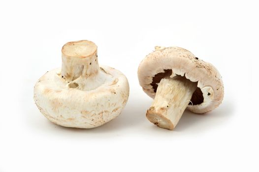 New and high quality images of cultured mushrooms